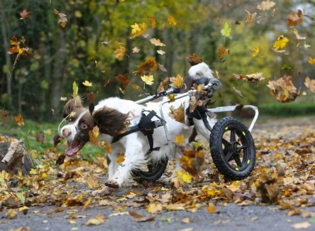 dog in wheelchair chasing leaves